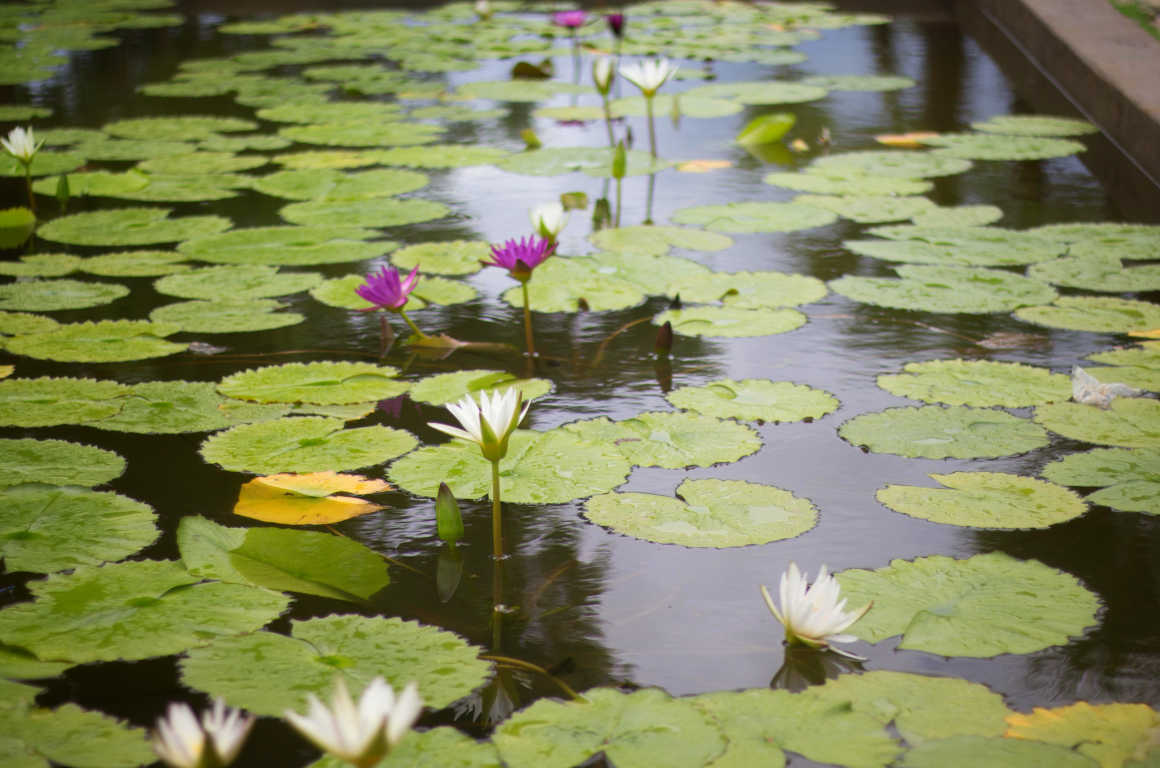 Amata Garden Resort, Bagan | Amata Hotel Group Myanmar